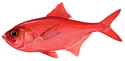 Alfonsino